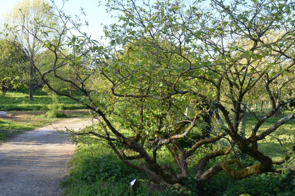 Vue du chateau depuis le plan d'eau